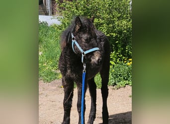 Cheval Curly, Étalon, Poulain (01/2026), Noir