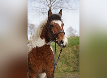 Cheval Curly, Hongre, 13 Ans, 151 cm, Pinto