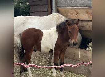 Cheval Curly, Hongre, 1 Année, 105 cm, Bai cerise