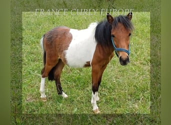 Cheval Curly, Hongre, 1 Année, 105 cm, Bai cerise