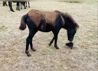 Cheval Curly, Hongre, 1 Année, 110 cm, Noir