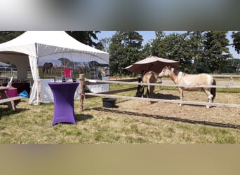 Cheval Curly, Hongre, 2 Ans, 142 cm, Isabelle