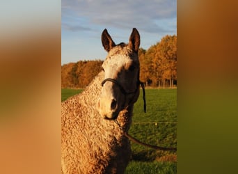 Cheval Curly, Hongre, 3 Ans, 152 cm, Buckskin