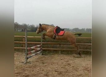 Cheval Curly, Hongre, 3 Ans, 152 cm, Buckskin