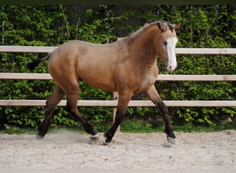 Cheval Curly, Hongre, 3 Ans, 152 cm, Buckskin