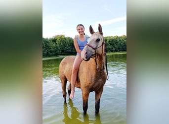 Cheval Curly, Hongre, 3 Ans, 152 cm, Buckskin