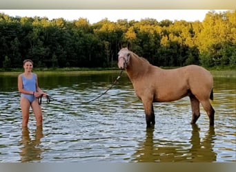 Cheval Curly, Hongre, 3 Ans, 152 cm, Buckskin