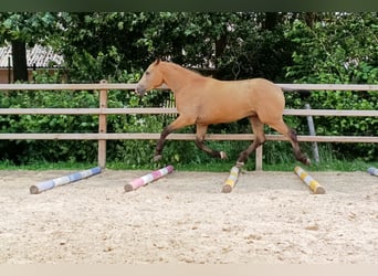 Cheval Curly, Hongre, 3 Ans, 152 cm, Isabelle