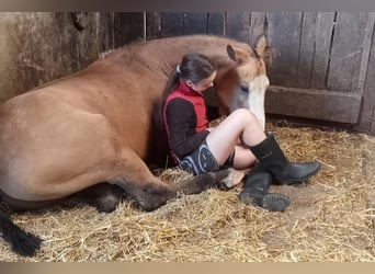 Cheval Curly, Hongre, 3 Ans, 152 cm, Isabelle