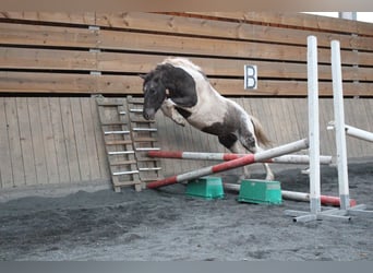 Cheval Curly, Hongre, 4 Ans, 140 cm, Pinto
