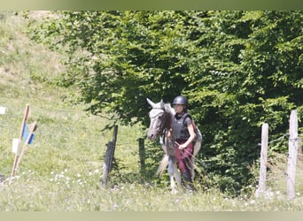 Cheval Curly, Hongre, 4 Ans, 140 cm, Pinto