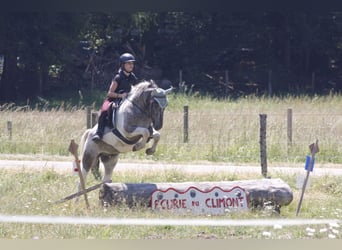 Cheval Curly, Hongre, 4 Ans, 140 cm, Pinto