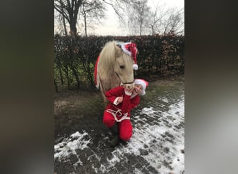 Cheval Curly, Hongre, 5 Ans, 131 cm, Palomino