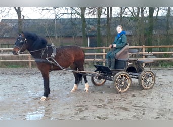 Cheval Curly Croisé, Hongre, 5 Ans, 138 cm, Bai