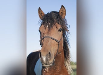 Cheval Curly, Hongre, 5 Ans, 152 cm, Tobiano-toutes couleurs
