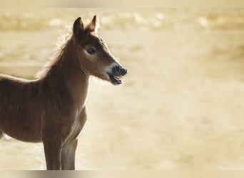 Cheval Curly Croisé, Hongre, 6 Ans, 118 cm, Bai cerise