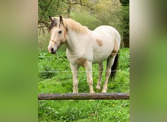 Cheval Curly, Hongre, 6 Ans, 162 cm, Isabelle