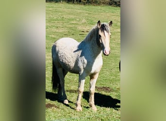 Cheval Curly, Hongre, 6 Ans, 162 cm, Isabelle
