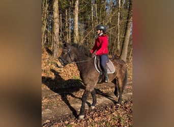 Cheval Curly, Hongre, 7 Ans, 143 cm