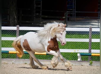 Cheval Curly, Jument, 10 Ans, 145 cm, Pinto