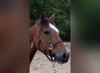 Cheval Curly, Jument, 14 Ans, 157 cm, Tobiano-toutes couleurs