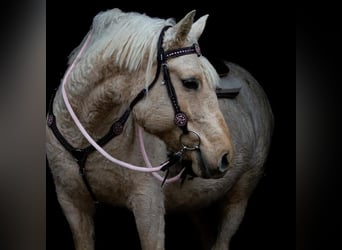 Cheval Curly, Jument, 15 Ans, 152 cm, Palomino