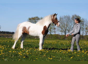 Cheval Curly, Jument, 1 Année, 153 cm, Pinto