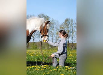 Cheval Curly, Jument, 1 Année, 153 cm, Pinto