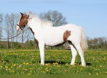 Cheval Curly, Jument, 1 Année, 153 cm, Pinto