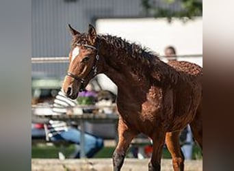 Cheval Curly, Jument, 1 Année, 155 cm, Bai