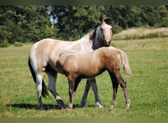 Cheval Curly, Jument, 1 Année, 155 cm, Palomino