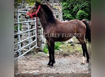 Cheval Curly, Jument, 1 Année, 160 cm, Bai cerise