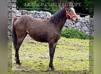 Cheval Curly, Jument, 1 Année, 160 cm, Bai cerise