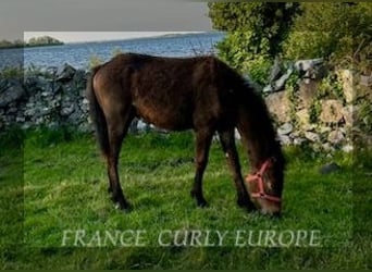 Cheval Curly, Jument, 1 Année, 160 cm, Bai cerise