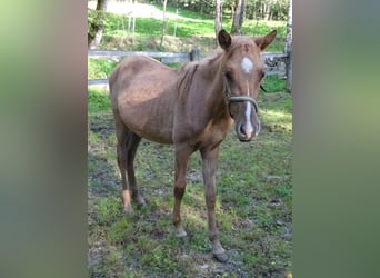 Cheval Curly, Jument, 1 Année, Alezan dun