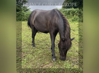 Cheval Curly Croisé, Jument, 2 Ans, 115 cm