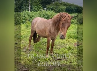 Cheval Curly, Jument, 2 Ans, 115 cm, Roan-Bay