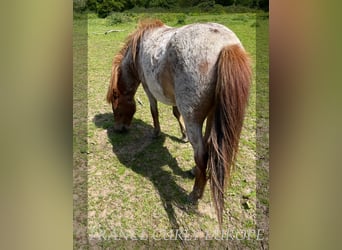 Cheval Curly, Jument, 2 Ans, 115 cm, Roan-Bay