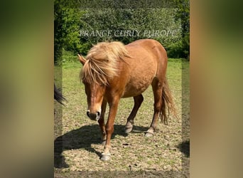 Cheval Curly, Jument, 2 Ans, 120 cm, Roan-Bay