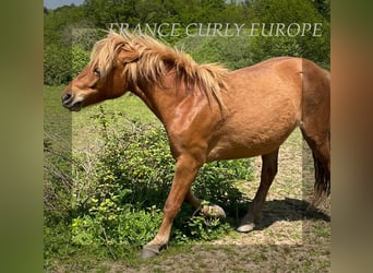 Cheval Curly, Jument, 2 Ans, 120 cm, Roan-Bay