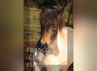 Cheval Curly, Jument, 2 Ans, 130 cm