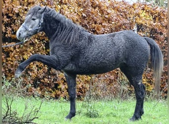 Cheval Curly, Jument, 2 Ans, 150 cm, Gris noir