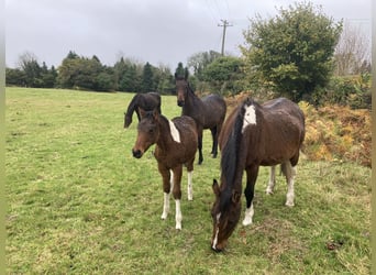 Cheval Curly, Jument, 2 Ans, 152 cm, Tobiano-toutes couleurs