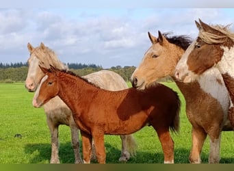 Cheval Curly, Jument, 2 Ans, 160 cm, Buckskin
