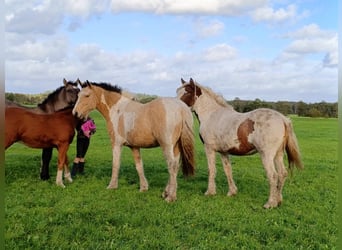 Cheval Curly, Jument, 2 Ans, 160 cm, Buckskin