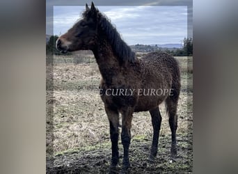 Cheval Curly, Jument, 2 Ans, 160 cm