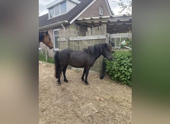 Cheval Curly, Jument, 3 Ans, 110 cm, Noir