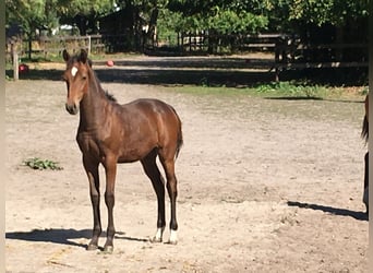 Cheval Curly, Jument, 3 Ans, 148 cm, Bai brun