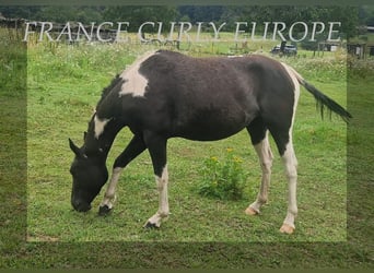 Cheval Curly, Jument, 3 Ans, 149 cm, Noir