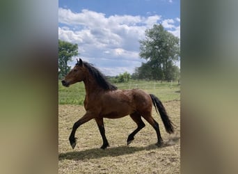 Cheval Curly, Jument, 4 Ans, 145 cm, Bai